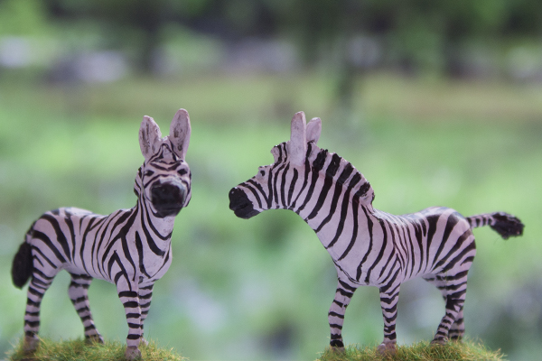 zebra walking primaveal creation